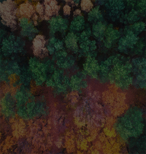 Combos Tree Background